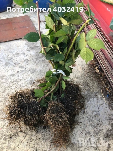 Разсад къпини сорт Джъмбо без бодли, снимка 3 - Разсади - 49694671