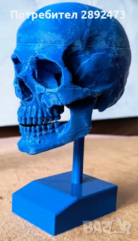 3D принтиран анатомичен череп – детайлен и стилен декор, снимка 6 - Други - 49012075