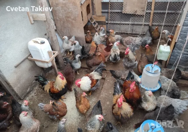 Катунски яйца, кокошки и петли, снимка 10 - други­ - 32540010