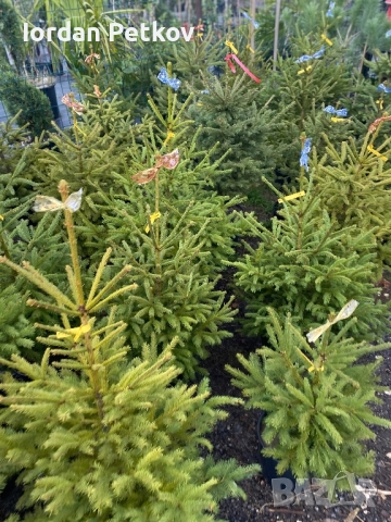 Смърч, Ела , Бор, снимка 4 - Градински цветя и растения - 52666584