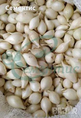 Холандски арпаджик - СУПЕР качество, снимка 5 - Сортови семена и луковици - 28113892