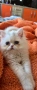 Персийско котенце, снимка 2
