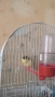 Male Canary Gloster, снимка 9