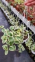 Кошница с вариегатна Винка, Vinca major Variegata, снимка 4