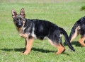 Немски овчарки с родословие , снимка 2