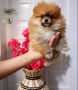 мини померан, снимка 1