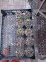 Lithops/живи камъчета/, снимка 3