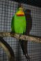 Различни видове Папагали , снимка 1 - Папагали - 43486305