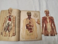 "ЧЕЛОВЕЧЕСКОТО ТЕЛО", написана от д-р Шмид. 1899 г, снимка 4
