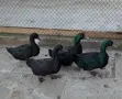 Продавам Смарагдови патици, снимка 1