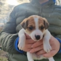 Джак Ръсел женско кученце , снимка 1