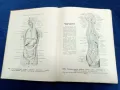 Атлас анатомии человека -1947 год. , снимка 4
