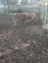 Продавам телета, снимка 1