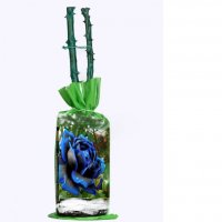 Корени готови за засаждане ” Черна Роза ”, " Нефрит ", " Дъгова " внос Холандия, сертифицирани, снимка 6 - Градински цветя и растения - 36733683