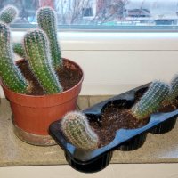 Кактуси Ехинопсис - Echinopsis oxygona , снимка 4 - Стайни растения - 28757975