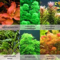 Аквриумни растения /тор за  растения за аквариум, снимка 4 - Други - 35584454