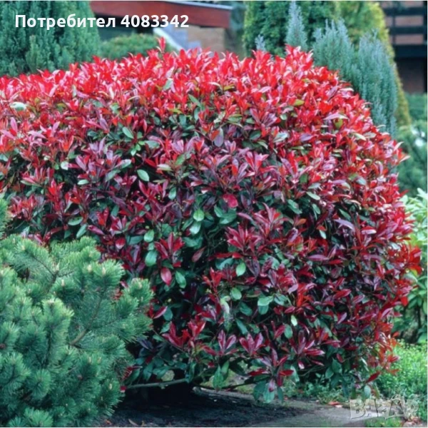  Фотиния Ред Робин, снимка 1