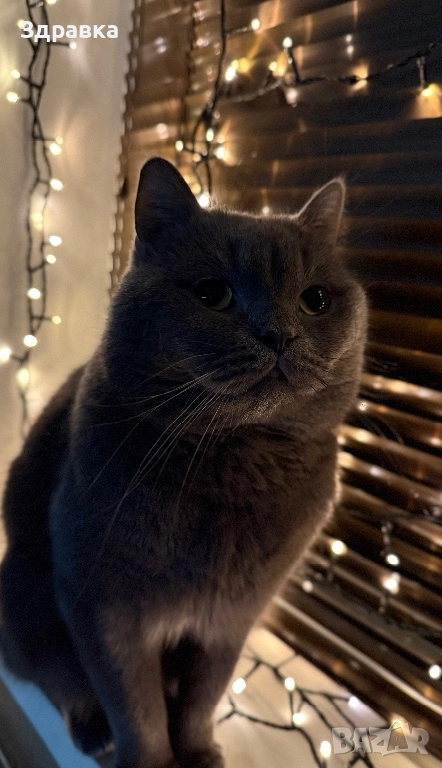 мъжки британец за разплод, снимка 1