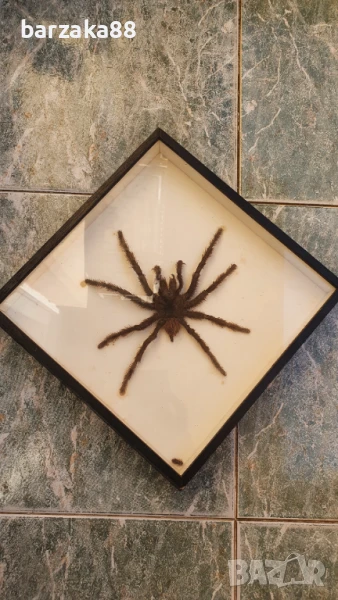 Тарантула Паяк, снимка 1