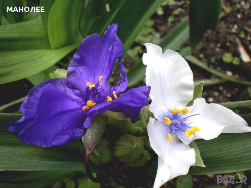 Традесканция   градинска - 2 цвята, снимка 1