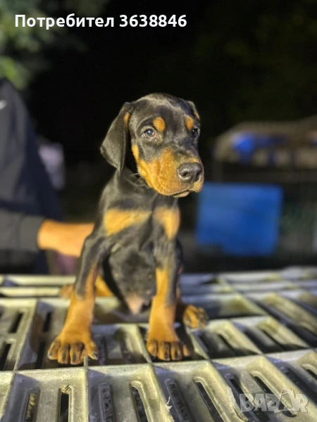 Доберман, снимка 1