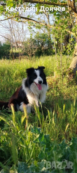 Продавам Бордер колита, снимка 1