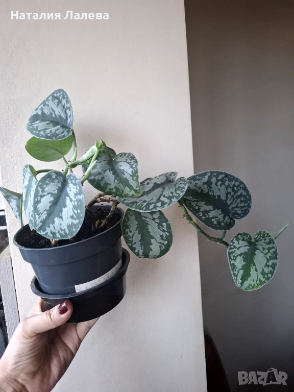 Сциндапсус, scindapsus Еxotika, снимка 1