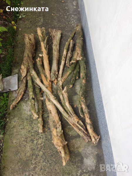 Продавам чемшир- дървен материал (50-150лв/брой), снимка 1