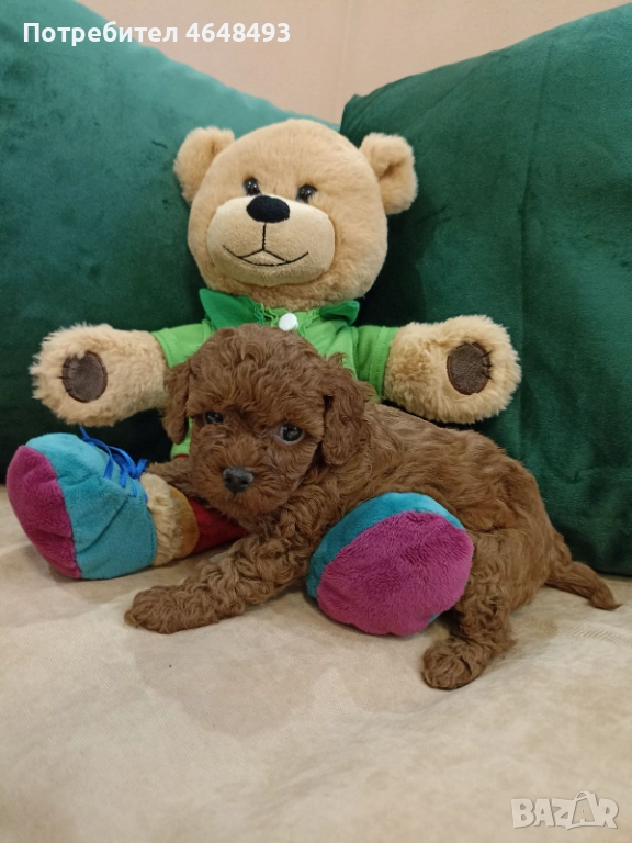 Той Пудел, снимка 1