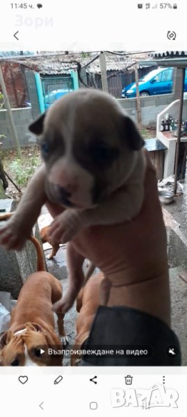 Американски стаф, снимка 1