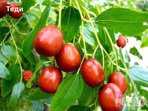 продавам фиданки хинап /китайска фурма/ и лешник, снимка 1