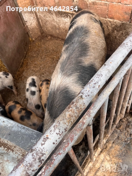 Малки прасета и Майки, снимка 1