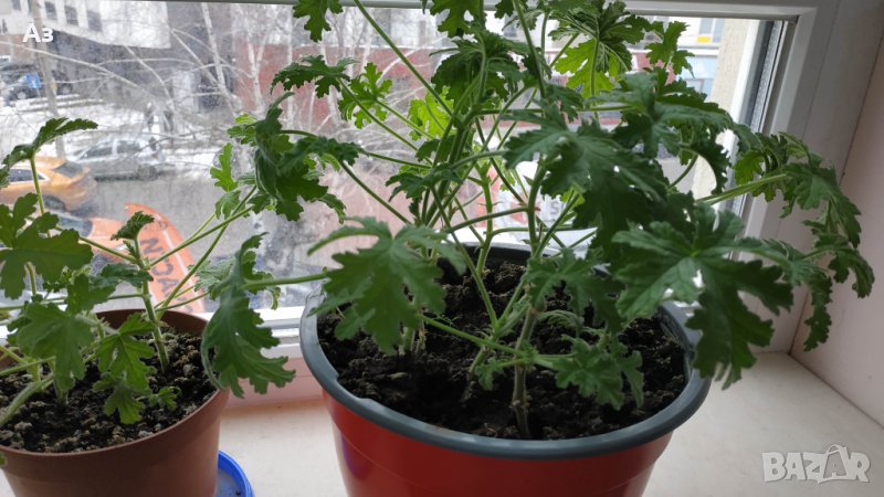 Продавам цветя Индрише (български сорт), снимка 1