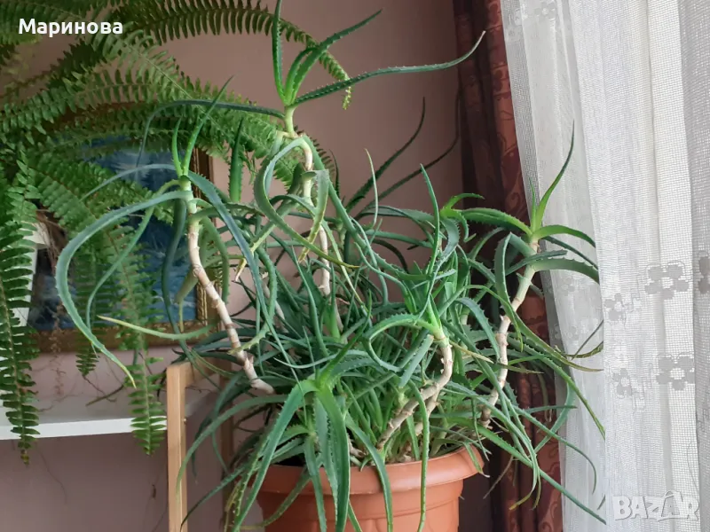 Алое вера на стръкове за лекрство, снимка 1