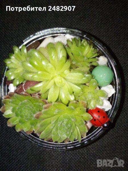 Сукуленти в министъкло, снимка 1
