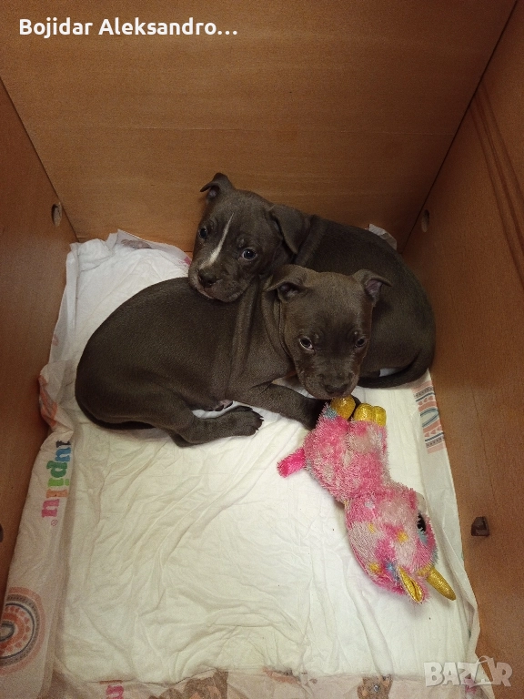 американски питбул/були .налично мъжко , снимка 1