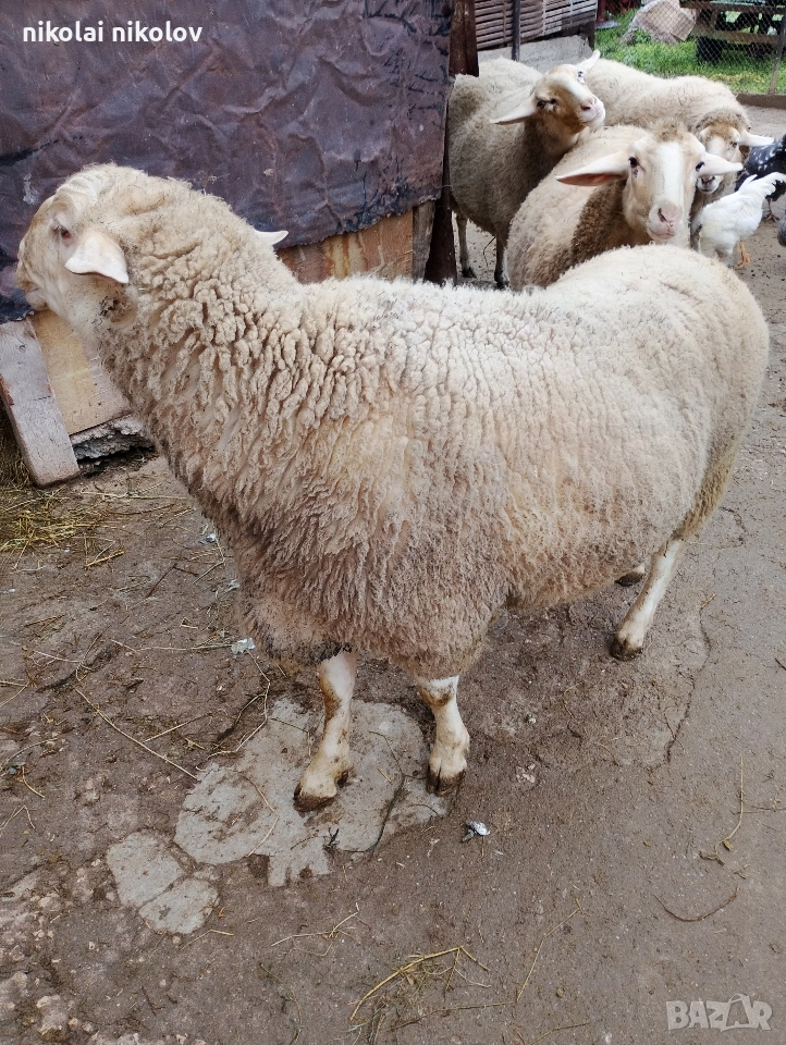 коч за месо, снимка 1