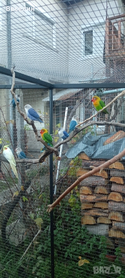 Продавам неразделки, снимка 1