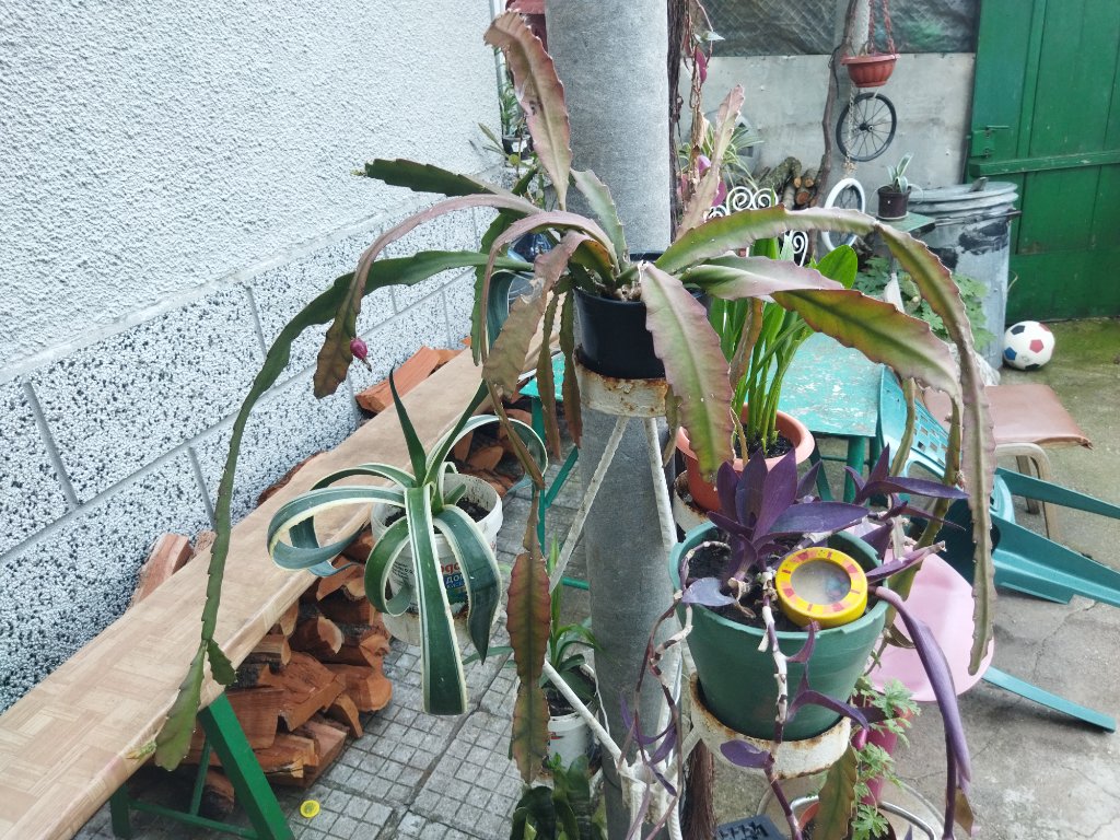 Цветя и кактуси различни видове в Стайни растения в гр. Айтос - ID32851734  — Bazar.bg