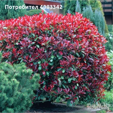  Фотиния Ред Робин