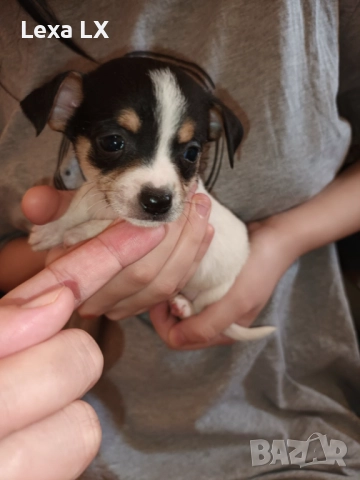 кученца кръстоста мини пинчер/чихуахуа, снимка 3 - Пинчер - 52586271