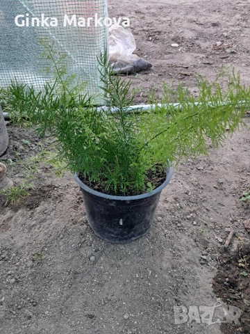 Аспарагус - 5,99лв.