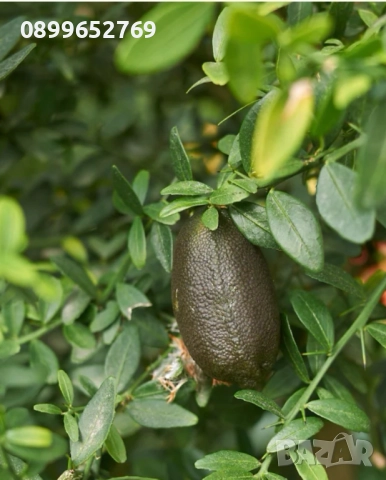 Австралийски пръстов лайм, снимка 2 - Градински цветя и растения - 52965153