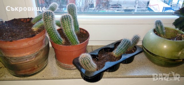 Кактуси Ехинопсис - Echinopsis oxygona , снимка 4 - Стайни растения - 28757975