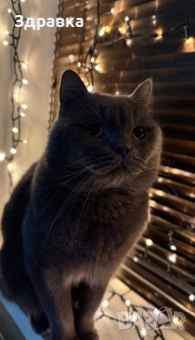 мъжки британец за разплод