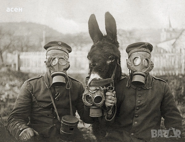 Противогази за коне, мулета и магарета КСПФ-1  и ШХ-1, снимка 15 - Антикварни и старинни предмети - 52527874