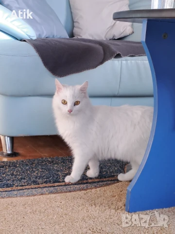 Турска ангора чистокръвна!, снимка 2 - Ангорски - 50843650