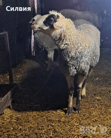 Младо кочле 2г., снимка 2 - Овце - 53586494