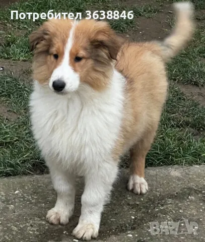 коли, снимка 3 - Коли - 48377715