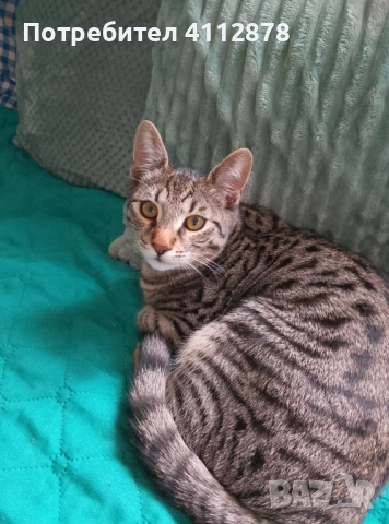 Домашно мъжко коте на 7мес.